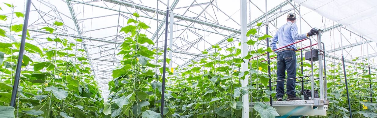 Services illustration